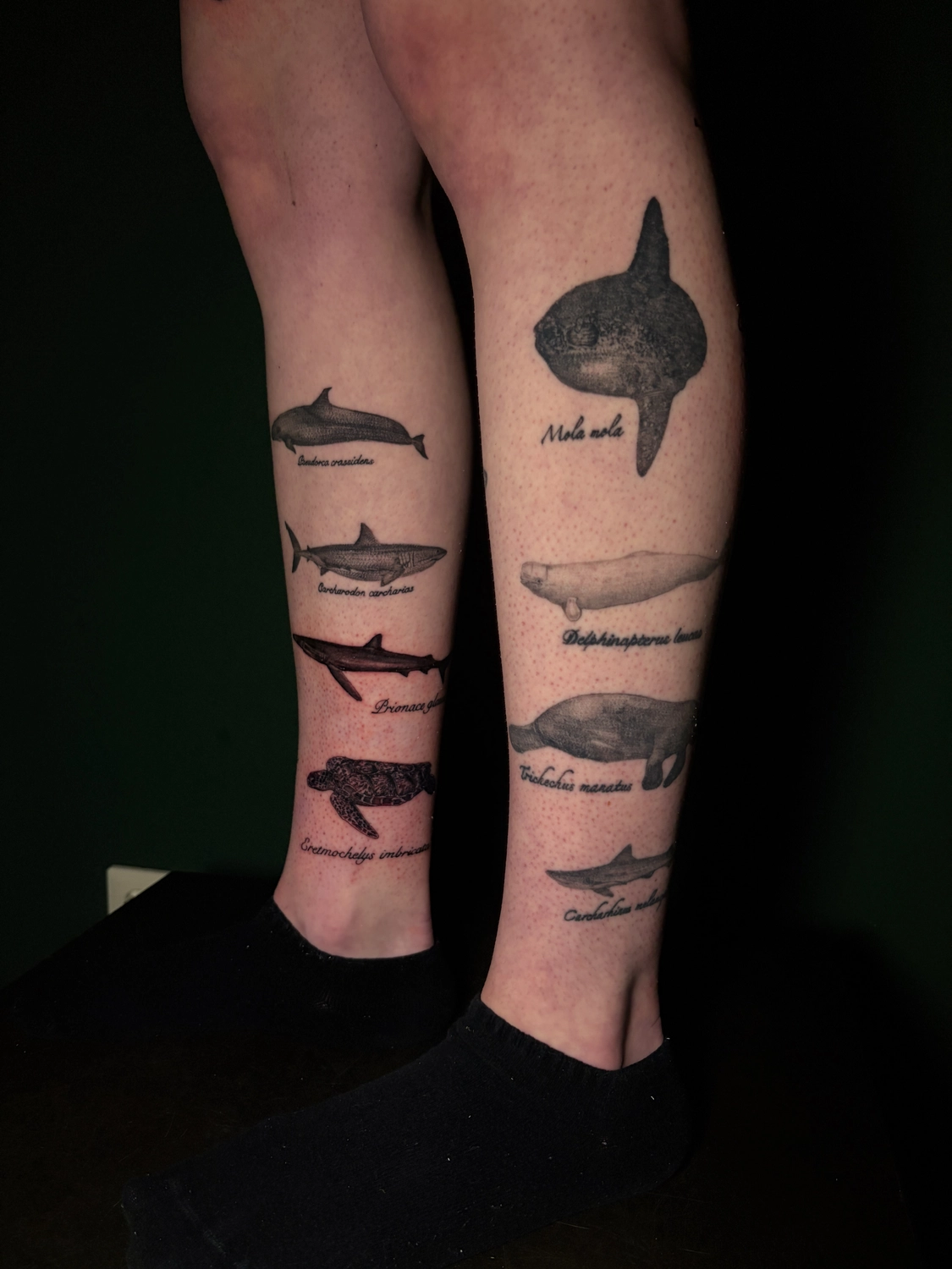 MaxPain TattooArt — Tattoostudio — Bisingen