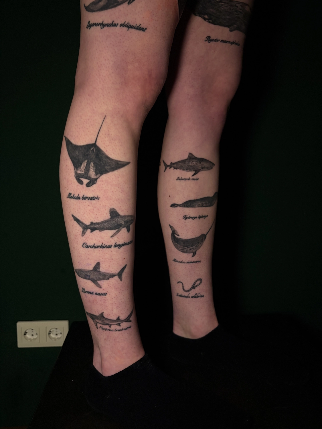 MaxPain TattooArt — Tattoostudio — Bisingen